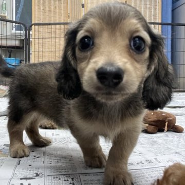 ミニチュアダックスフンド(ロング)【千葉県・女の子・2024年8月29日・シェーデッドイエロー】の写真「タレ目でやんちゃな女の子👧」