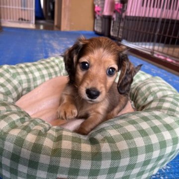 ミニチュアダックスフンド(ロング)【千葉県・男の子・2023年5月6日・ジェーデッドレッド】の写真「綺麗な毛艶のレッドカラー❤️」