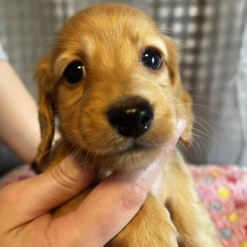 ミニチュアダックスフンド(ロング)【千葉県・男の子・2022年10月1日・ゴールド】の写真「PRAクリア！」