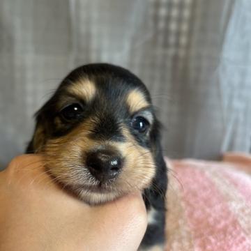 ミニチュアダックスフンド(ロング)【千葉県・男の子・2022年10月1日・ブラックアンドイエロー】の写真「可愛らしいタレ目くん\♡/」