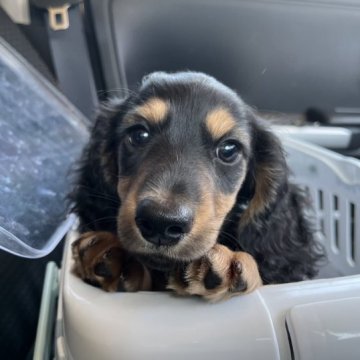 ミニチュアダックスフンド(ロング)【千葉県・男の子・2023年6月21日・ブラックタン】の写真「PRA安心！元気いっぱいいの甘えん坊」