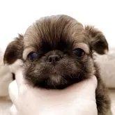 チワワ(ロング)