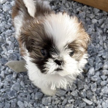 シーズー【福岡県・男の子・2025年9月5日・ゴールドアンドホワイト】の写真「小さめで可愛いです」