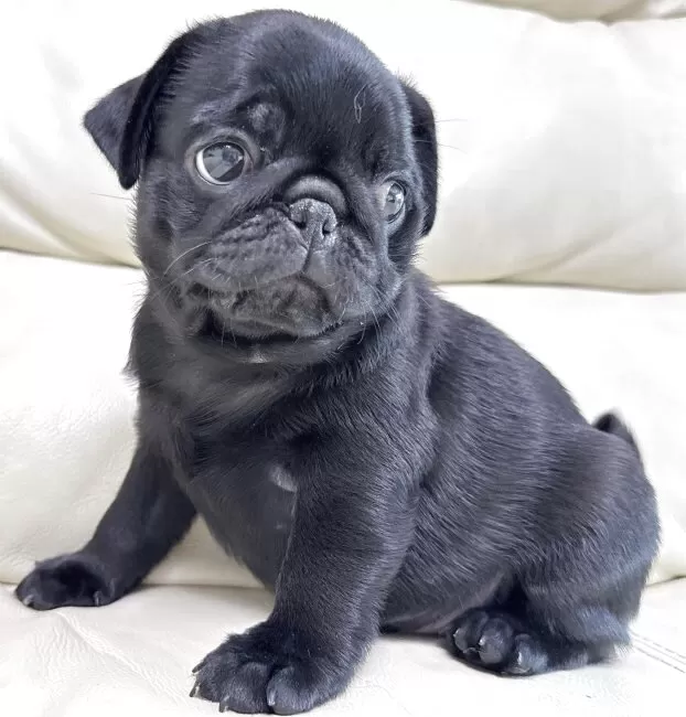 テディベア作家 犬 パグ テディベア作家 犬 パグ