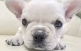 フレンチブルドッグ【宮崎県・女の子・2024年10月21日・クリーム】の写真12