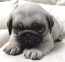 パグ【宮崎県・男の子・2025年10月1日・フォーン】の写真12