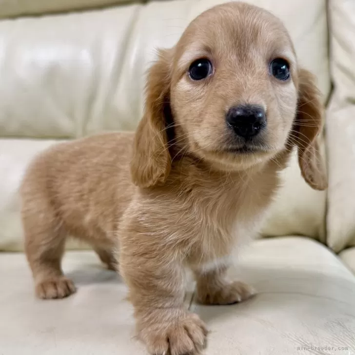 ID：2511-00359の子犬