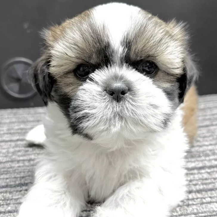 R.Y 様のお迎えした子犬