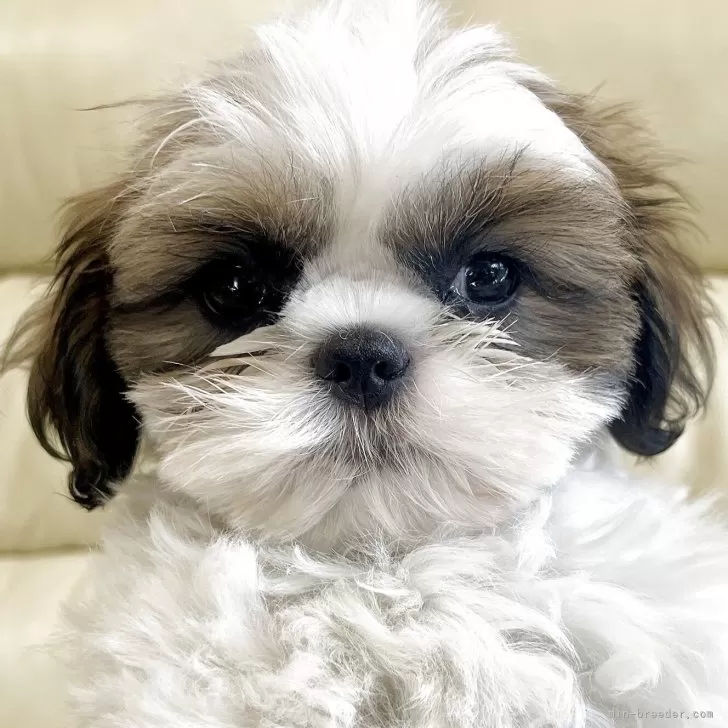 ID:2504-05900の子犬