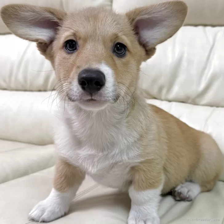 ウェルシュ・コーギー・ペンブローク【宮崎県・男の子・2025年7月24日・レッド&amp;ホワイト】の写真1