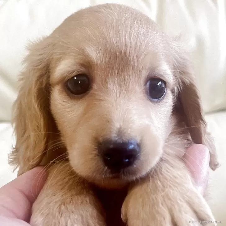 M.M 様のお迎えした子犬