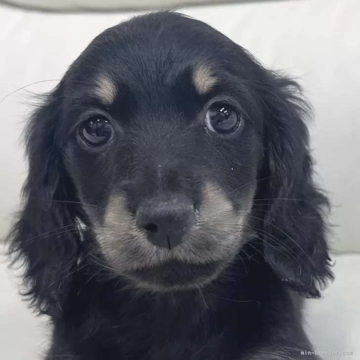 ID:2501-01358の子犬