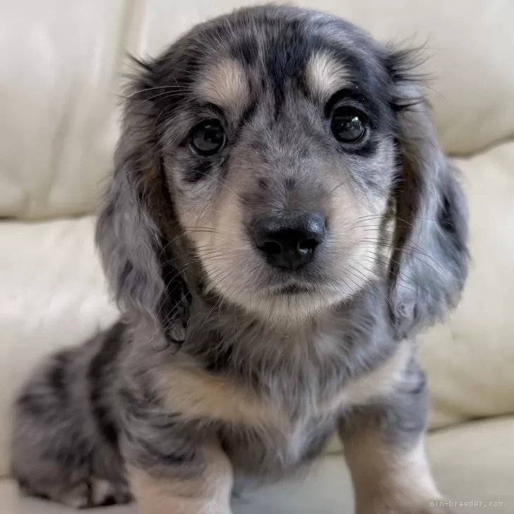 ID：2511-00338の子犬