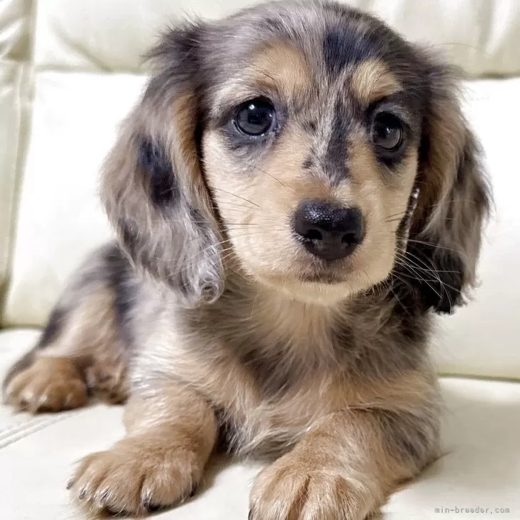 ID：2507-09070の子犬