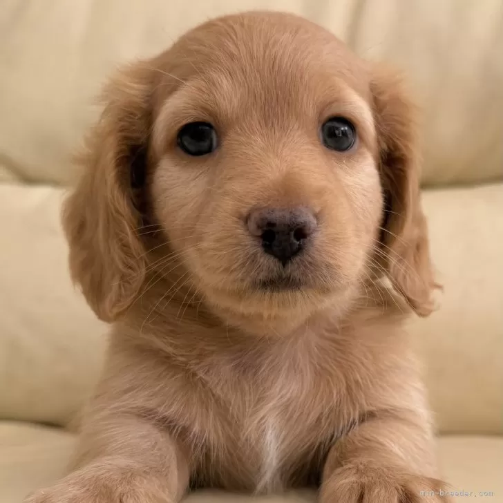 ID：2511-00562の子犬