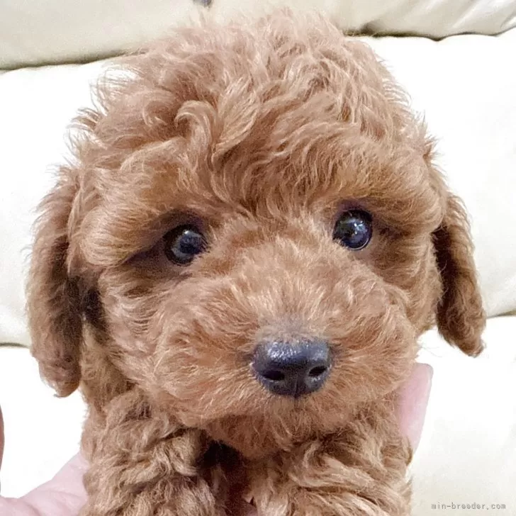 レンくん 様のお迎えした子犬