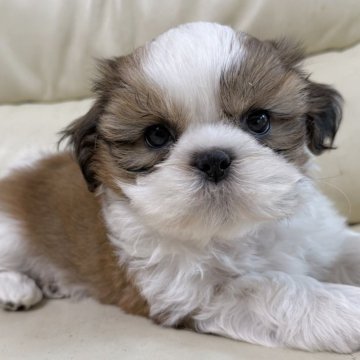 シーズー【宮崎県・女の子・2025年9月3日・ホワイト&ゴールド】の写真「お顔の柄も綺麗です❤️可愛い女の子」