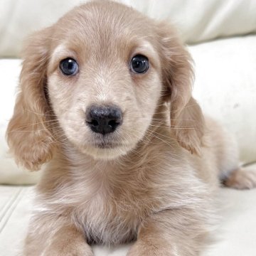 ミニチュアダックスフンド(ロング)【宮崎県・男の子・2025年6月10日・イエロー】の写真「マイペースでおっとり君💙甘えん坊の男の子」