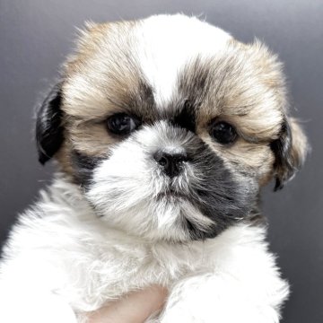 シーズー【宮崎県・男の子・2025年10月2日・ホワイト&ゴールド】の写真「お目々パッチリ💙ベビーフェイスの男の子」