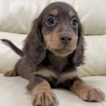 ミニチュアダックスフンド(ロング)【宮崎県・男の子・2025年8月16日・チョコタン】の写真「遺伝子検査クリア💙人気のチョコレートカラー」