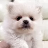 ポメラニアン