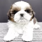 シーズー