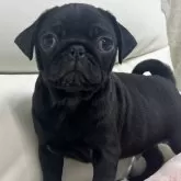 パグ【宮崎県・男の子・2024年10月14日・ブラック】の写真1