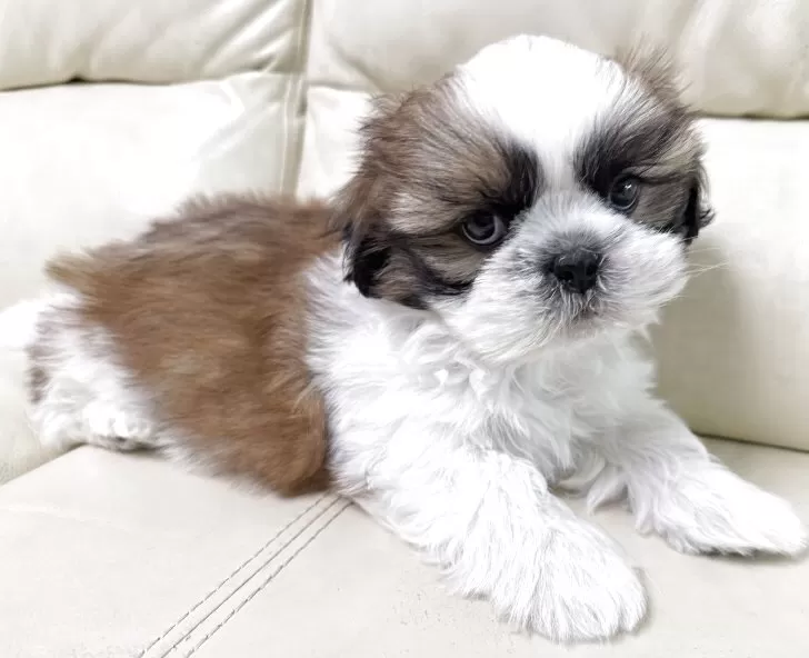 創美社 レトロ 犬 シーズー レトロ犬（シーズー犬）2匹の
