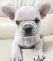 フレンチブルドッグ【宮崎県・女の子・2024年10月21日・クリーム】の写真2