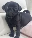 パグ【宮崎県・男の子・2024年10月14日・ブラック】の写真4