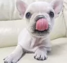 フレンチブルドッグ【宮崎県・女の子・2024年10月21日・クリーム】の写真5