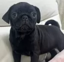 パグ【宮崎県・男の子・2024年10月14日・ブラック】の写真7