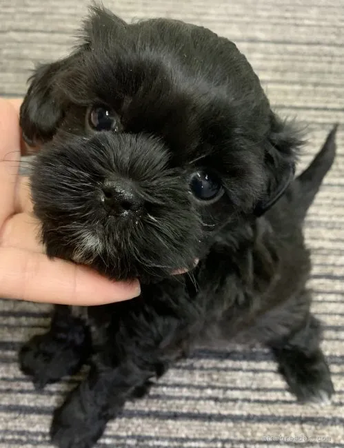 h_souma 様のお迎えした子犬