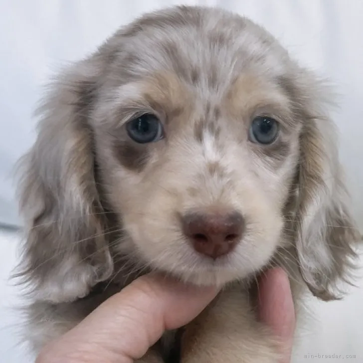 ID：2310-05019の子犬