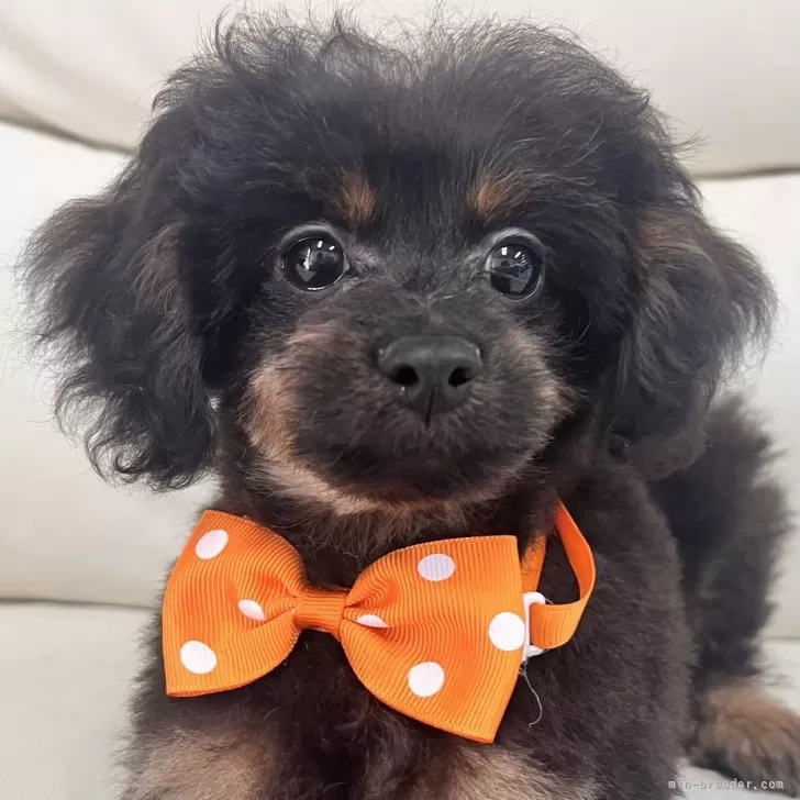 ID:2405-04961の子犬