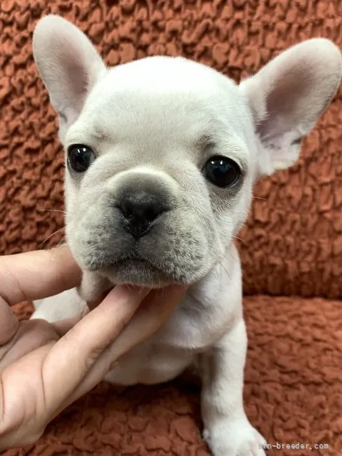 ID：2107-02961の子犬