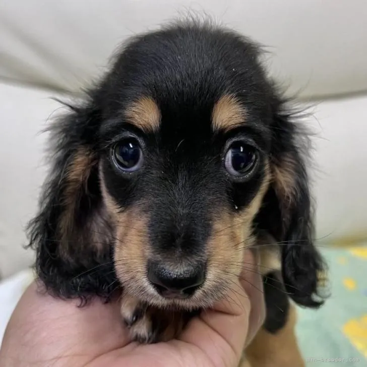 N 様のお迎えした子犬