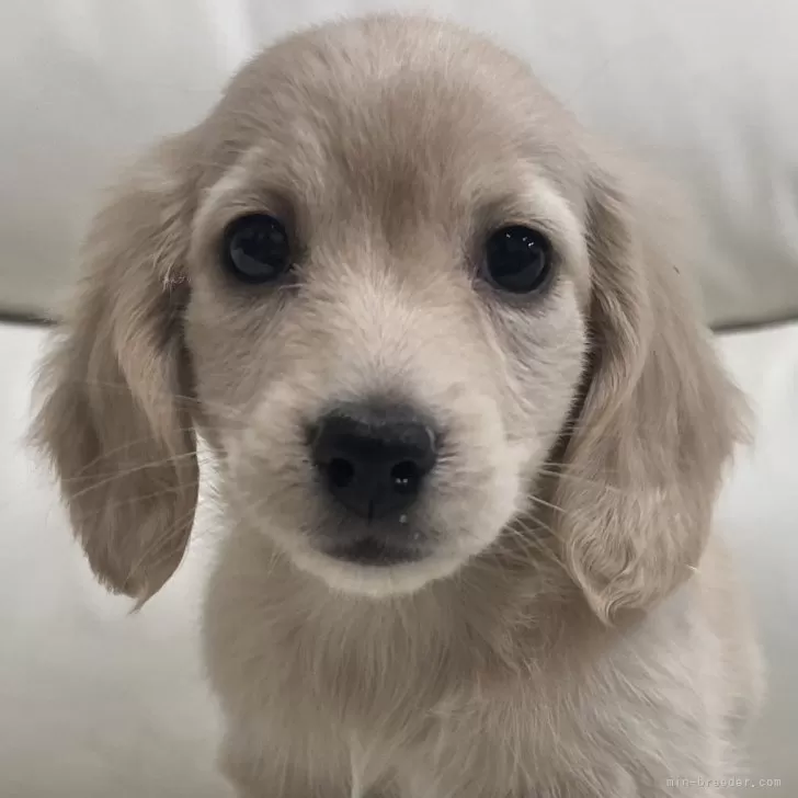 ID:2401-02154の子犬