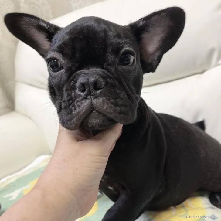 キリシマ 様のお迎えした子犬