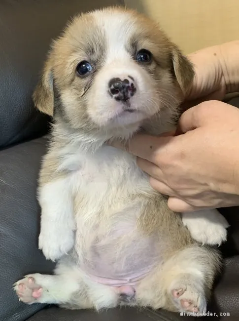 ID：2009-01623の子犬