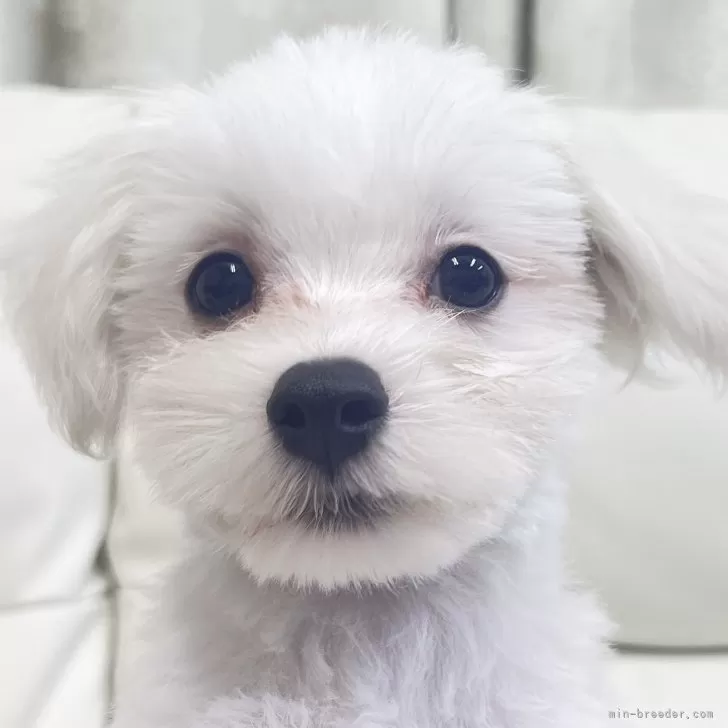 ID:2410-03068の子犬
