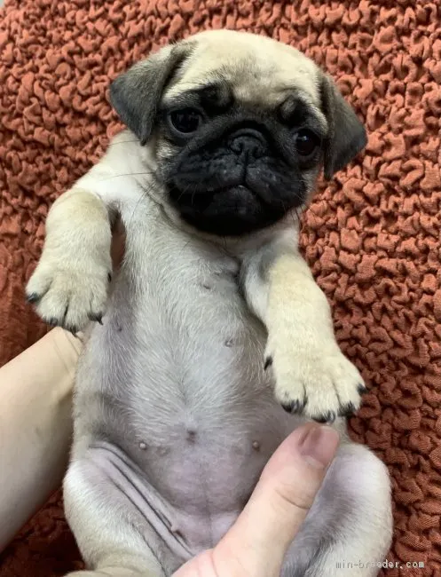 ID：2107-00227の子犬