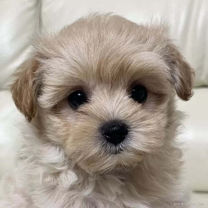 ID:2409-07749の子犬