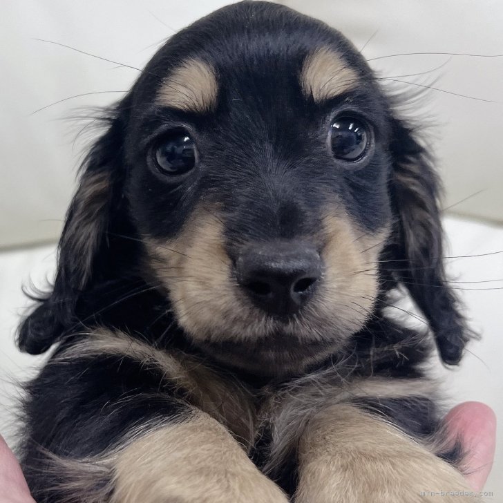あやこ 様のお迎えした子犬