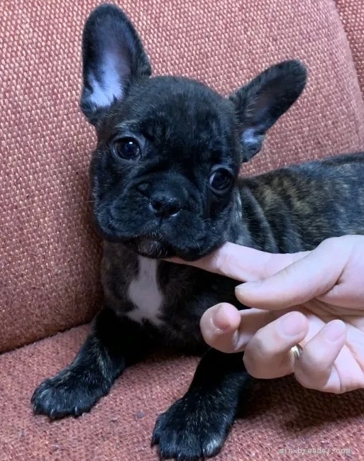 N 様のお迎えした子犬