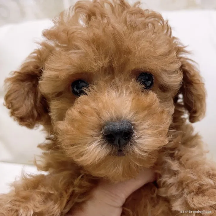 ID:2308-00372の子犬