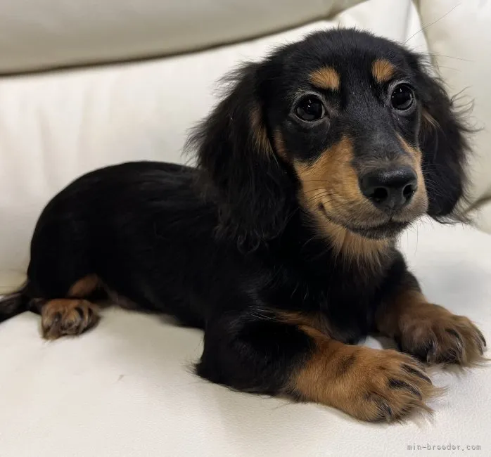 S.O 様のお迎えした子犬