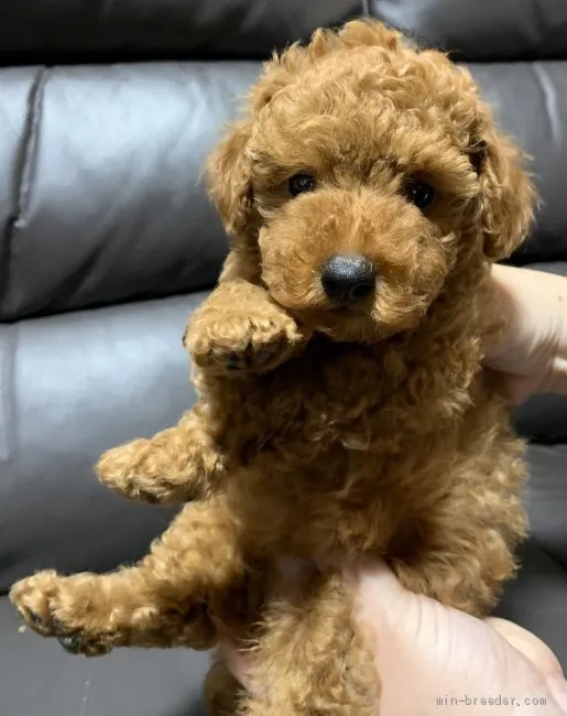 ID:2011-02056の子犬
