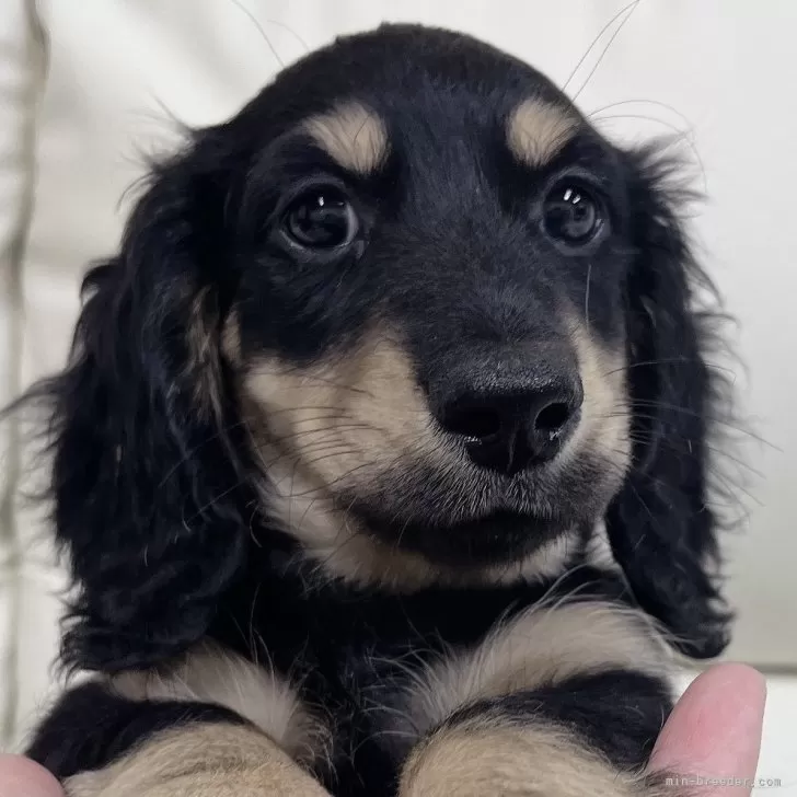 Y.T 様のお迎えした子犬