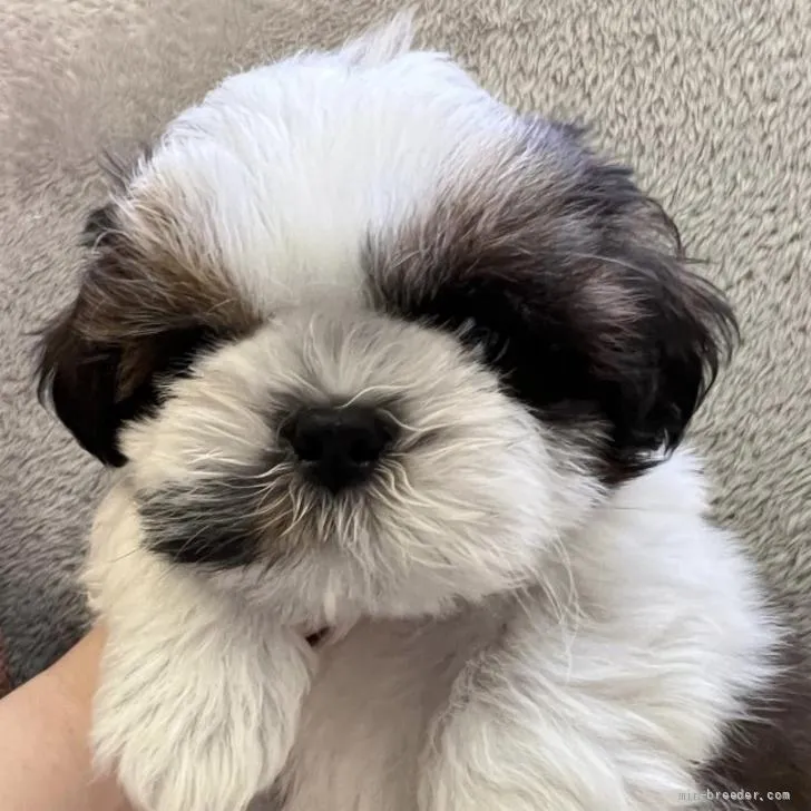 ID：2205-03604の子犬